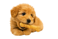 Arm & Hammer Nubbies Tartar Control Dental Treats for Dogs – Peanut Butter Flavor (Small)