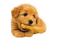Arm & Hammer Nubbies Tartar Control Dental Treats for Dogs – Peanut Butter Flavor (Small)