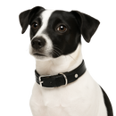 Black Croc-Style Dog Collar