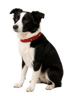 Glitter Red Dog Collar