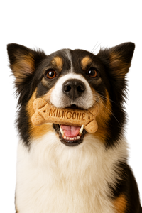 Milk-Bone® Medium Dog Biscuits – Crunchy Treats for Clean Teeth & Happy Tails