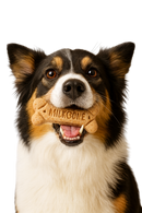 Milk-Bone® Medium Dog Biscuits – Crunchy Treats for Clean Teeth & Happy Tails