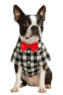 Gray Plaid Dog Shirt with Red Bow Tie