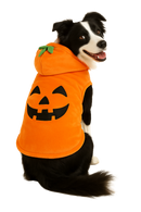 Pumpkin Halloween Dog Costume