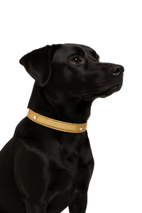 Glitter Gold Dog Collar