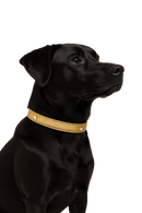 Glitter Gold Dog Collar