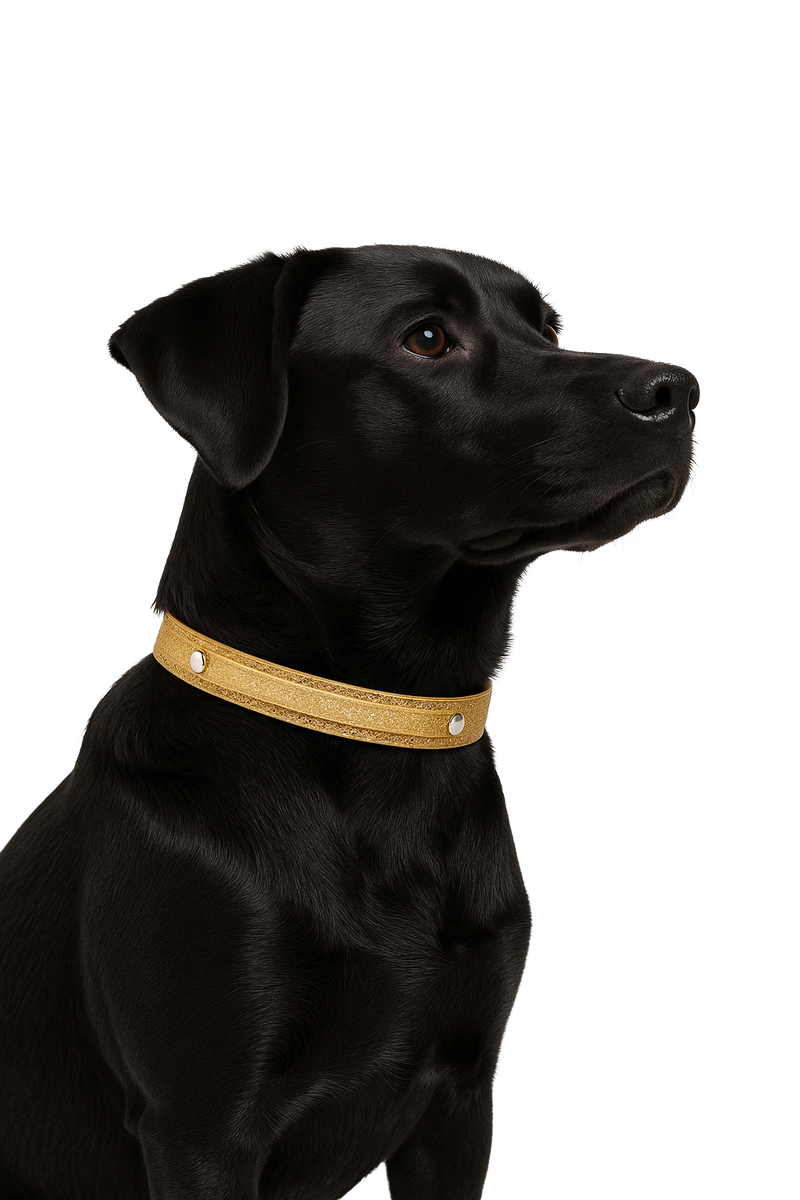 Glitter Gold Dog Collar