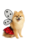 Ladybug Dog Costume – Skirt & Wings Set