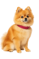 Glitter Hot Pink Dog Collar