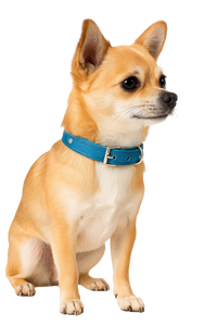 Glitter Blue Dog Collar