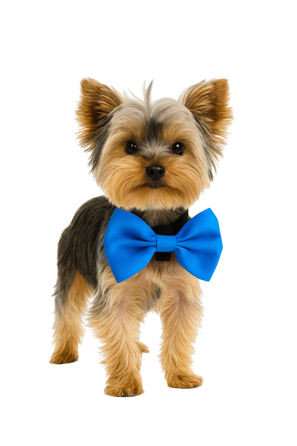 Royal Blue Pet Bow Tie