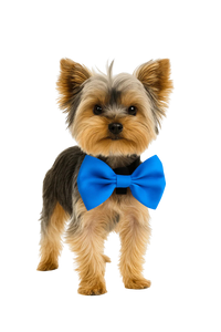 Royal Blue Pet Bow Tie