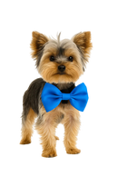 Royal Blue Pet Bow Tie