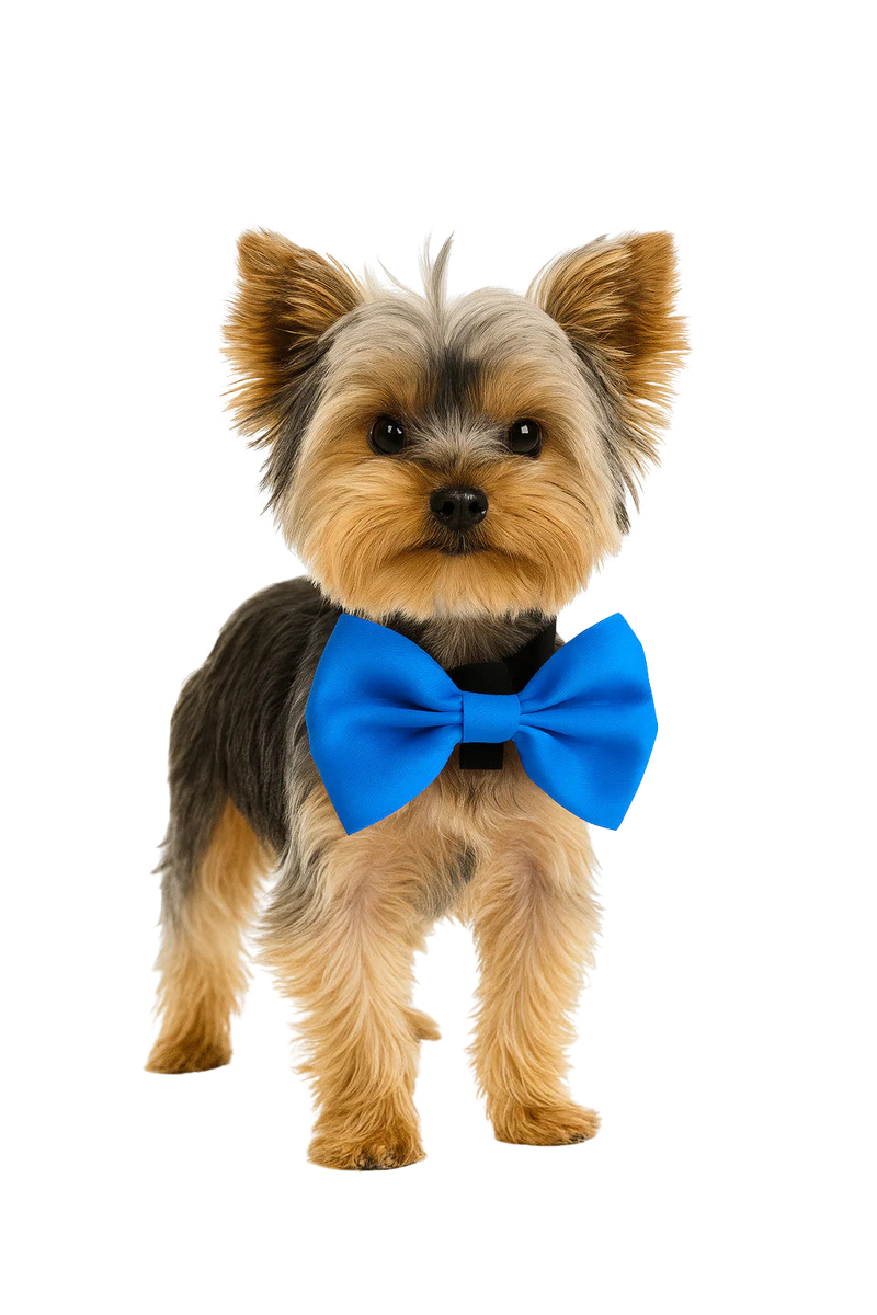Royal Blue Pet Bow Tie