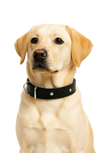 Classic Black Leather Dog Collar