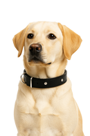 Classic Black Leather Dog Collar