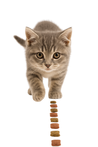 Temptations MixUps Cat Treats – Catnip Fever Flavor (16oz Value Size)
